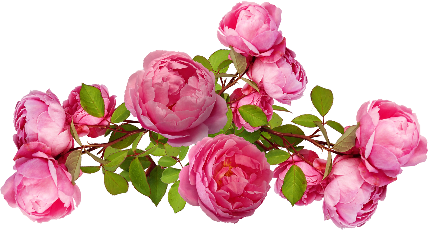 Illustration of Flowers